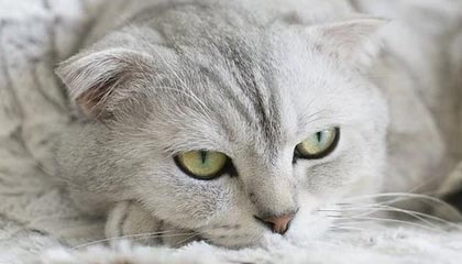 茶馆微舞台，外地茶客的自我觉醒与自导自演